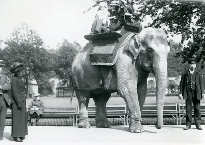 Female Indian Elephant 